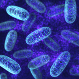 mitochondria