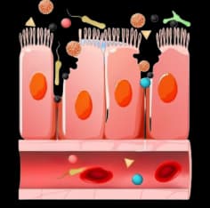 Healing Gut