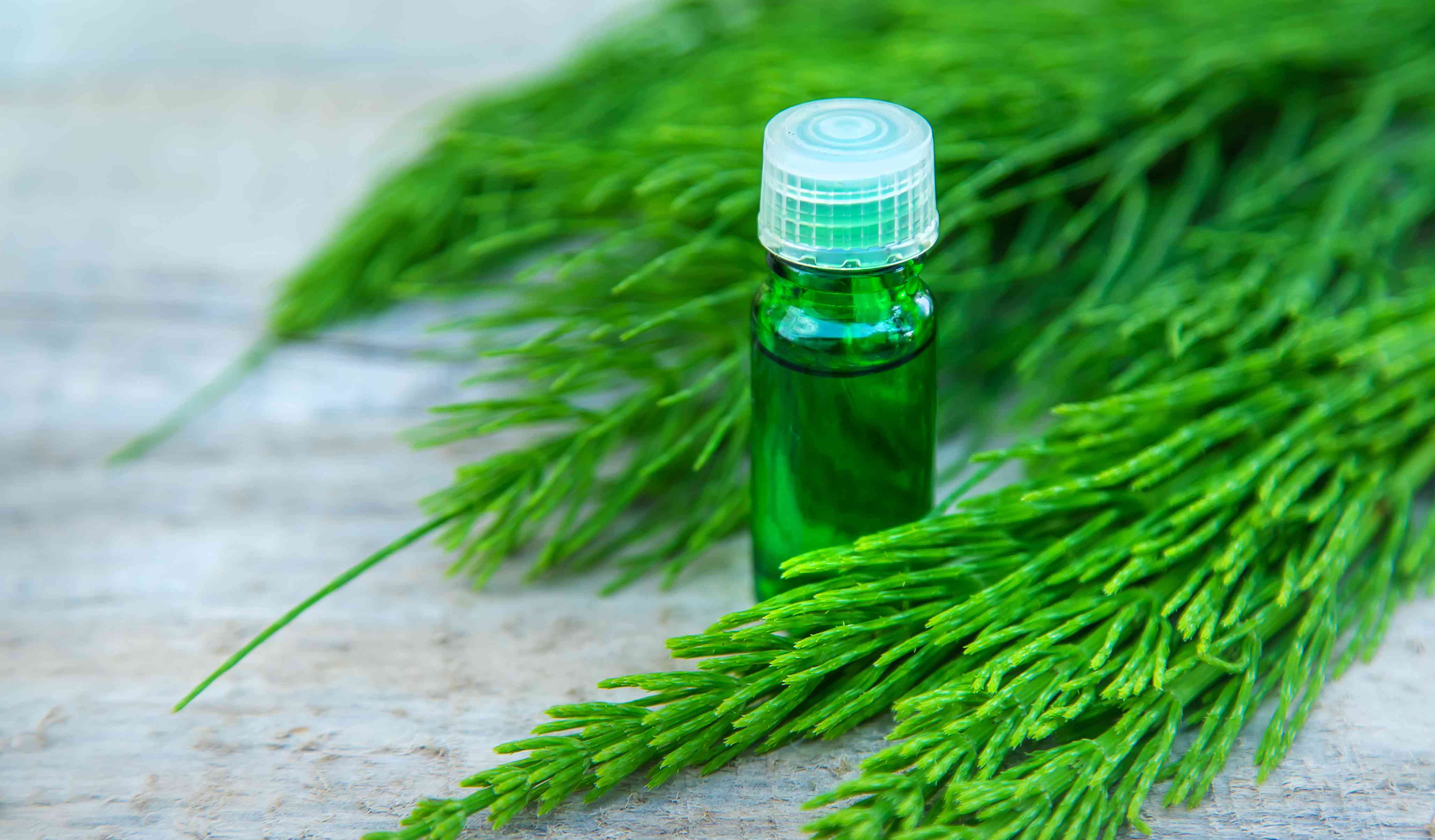Herbs for Bone Health: A Guide to Natural Bone Support